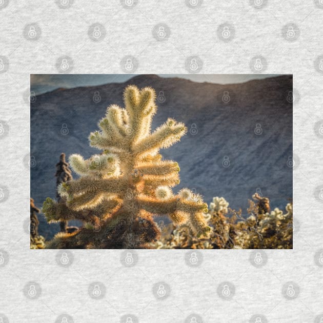 Glowing Cholla Cactus by Robert Alsop